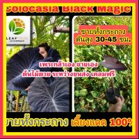 MAI colocasia black magic ขายส่งทั้งกระถาง เราเลี้ยง เเดด100% บอนเวทมนต์ดำ บอนดำ โคโลคาเซีย เเบล็คเมจิค ต้นไม้ตาย ระหว่างขนส่ง เคลมฟรี