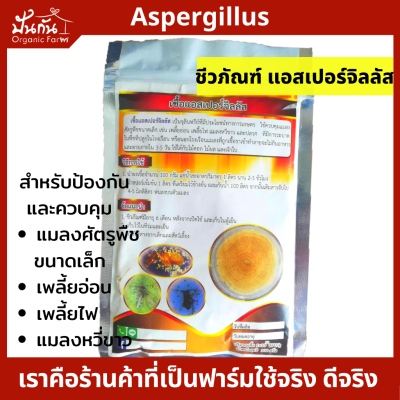 ชีวภัณฑ์ แอสเปอร์จิลลัส แบบผง 100g. Aspergillus Biocontrol ควบคุมกำจัด แมลงศัตรูพืชขนาดเล็ก เพลี้ยไฟ เพลี้ยอ่อน แมลงหวี่ขาว ปลวก การระบาดในพืชที่ปลูกในและนอกโรงเรือน ใช้ได้กับพืชอินทรีย์และ Hydroponic ]