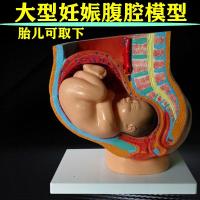 Spot full-term pregnancy process model obstetric clinical teaching abdominal anatomy pelvic floor muscles for reproductive medicine family planning