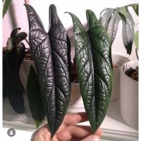 โปรแรง Alocasia Scalprum ใบใหญ่ ลายลึก พร้อมส่ง เก็บเงินปลายทาง