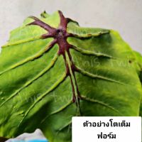 NEW++ ฟาโรห์เสินเจิ้น Colocasia black window หรือแมงมุมแม่ม้ายดำ*ส่งแบบตัดใบห่อราก* ราคาถูกสุดๆ ต้นไม้ ฟอก อากาศ กระถาง ต้นไม้ ไม้ ประดับ ต้นไม้ ปลูก ใน บ้าน