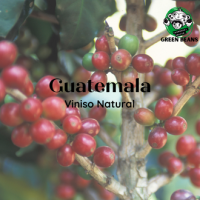 สารกาแฟ กัวเตมาลา Guatemala Vinoso Natural