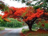 ขายถูก 120 เมล็ด เมล็ดหางนกยูงสีแดง Flower fence Peacock’s crest มีชื่อเรียกอย่างอื่นว่า ขวางยอย จำพอ ซำพอ ซมพอ ส้มผ่อ ส้มพอ นกยูงไทย พญาไม้ผุ