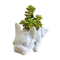 Cute Bulldog Puppy Animal Statue Creative Mini Resin Dog Succulent Planter Small Flower Pot Air Plant Bonsai Potting Container