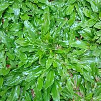 ขายส่ง 1 กิโลกรัม เมล็ดหญ้าไทเป หญ้ามาเลเซียแคระ Broadleaf Carpet Grass หญ้าสวนหย่อม สนามหญ้า หญ้า พันธุ์หญ้า ชนิดหญ้า หญ้าปูสนาม การปลูกหญ้า