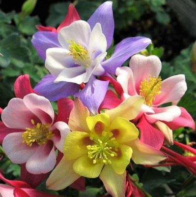 เมล็ดพันธุ์ โคลัมไบน์ aquilegia vulgaris var. stellata columbine barlow 50 เมล็ด เมล็ดพันธุ์นำเข้าจาก อังกฤษ