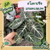 ต้นอโลคาเซีย แบลคเวลเวท ใบกำมะหยี่ พร้อมกระถาง 6 นิ้ว Alocasia Black Velvet / Alocasia ต้นไม้ปลูกในบ้าน ต้นไม้ฟอกอากาศ