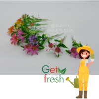 Get Fresh ดอกไม้ดินปั้น 10 ต้น ,ดอกไม้จิ๋ว ,ดอกลิลลี่จิ๋ว,  Miniature Clay Flower , Fake Flower ,  ขนาดวัดด้วยมือประมาณ 2.5 x 6 cm  เกรดสวยงานละเอียด