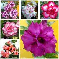 10 เมล็ด เมล็ดพันธุ์ ชวนชม สายพันธุ์ฮอลแลนด์ คละสี Adenium Seed กุหลาบทะเลทราย Desert Rose ราชินีบอนไซ อัตราการงอก 80-90% มีคู่มือปลูก