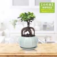 ?สินค้าขายดี? [Ginseng Ficus + []卍โสมไทรคัสพืชบอนไซกองเก่าต้นกล้าต้นกล้าต้นไม้ในร่มต้นไทรขนาดใหญ่โค้งงอสี่ฤดูตอต้นไม้เขียวชอุ่มตลอดปีพืชสีเขียว