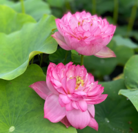 10 เมล็ดบัว สายพันธุ์ Princess Aubrie Lotuses Flower Seeds สีชมพู บัวหลวงนอก บัวสาย บัวไหว้พระ ดอกใหญ่ ประดับบ้าน ตกแต่งสวน