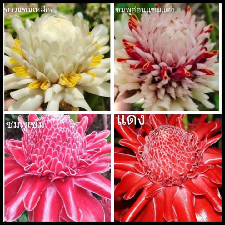 ดาหลา-4สีแยกให้เลือก-หน่อสดและชำ-ความงามที่กินได้-ดาหลาแดง-ดาหลาขาว-ดาหลาชมพู