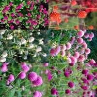 เมล็ดพันธุ์ บานไม่รู้โรย คละสี Gomphrena Mix Seeds ดอกไม้ พรรณไม้ คุณภาพ 90 เมล็ด ปลูกง่าย