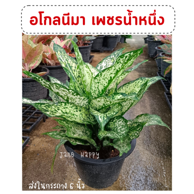 อโกลนีมา เพชรน้ำหนึ่ง (Aglaonema sp. Phetnamnueng)  ต้นไม้มงคล ส่งในกระถาง 6