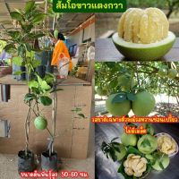 ?ส้มโอขาวแตงกวา กิ่งตอน?  ?เนื้อกุ้งใหญ่ รสหวานฉ่ำ เนื้อมีสีครีมสดเป็นเงาหรือสีขาวอมเหลือง? ?ความสูงต้นประมาณ 60 ซม.?