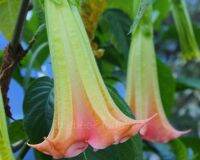 30 เมล็ดพันธุ์ เมล็ด เมล็ดพันธุ์ ต้นดอกระฆัง ดอกลำโพง แตรนางฟ้า Datura metel L. Angel Trumpet seed อัตราการงอก 80-85%