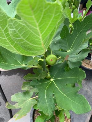 พันธุ์ Khurtmani Red Israel Figs ต้นมะเดื่อฝรั่ง ต้นสมบูรณ์มาก รากแน่นๆ มีผลขนาดใหญ่ จัดส่งพร้อมกระถาง 6 นิ้ว ลำต้นสูง 50 ซม ต้นไม้แข็งแรงทุกต้น เรารับประกันจัดส่งห่ออย่างดี จัดส่งสินค้าตามรูป