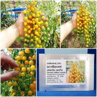 เมล็ดพันธุ์ มะเขือเทศ เคอเร้น เยลโล่ Current Yellow Tomato 30 เมล็ด คุณภาพดี ราคาถูก ของแท้