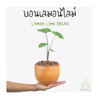 Treeno.9 T459  !!ลดพิเศษ!! บอนเลมอนไลม์ เก็คโกะ (Lemon Lime Gecko) กระถาง 6 นิ้ว สูง 30-40 cm ไม้ใบสวยงาม สีละมุน ชวนหลงใหล