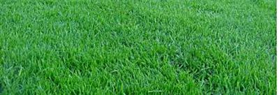 ขายส่ง 1 กิโลกรัม เมล็ดหญ้าเบอร์มิวด้า Bermuda Grass หญ้าปูสนาม สนามหญ้า พืชตระกูลหญ้า เมล็ดพันธ์หญ้า ปูหญ้า ปูสนาม ชนิดหญ้า