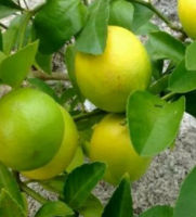 MEYER LEMON TREE - pot 8" / 50-70 cm tall