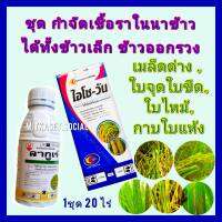 กำจัดเชื้อราในนาข้าว เชื้อรานาข้าว เชื้อรา กำจัดเชื้อรา อามูเร่ ลากูเร่ 500cc+ ไอโซโพรไทโอเลน 1ลิตร ใบจุด ใบขีด ใบไหม้ กาบใบแห้ง