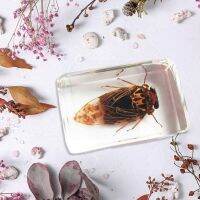 Transparent Seahorse Amber Resin Crystal Amber Insect Tabletop Ornament Insect Specimen Crafts Cicada Wasp Hippocampus Spec Z9f8