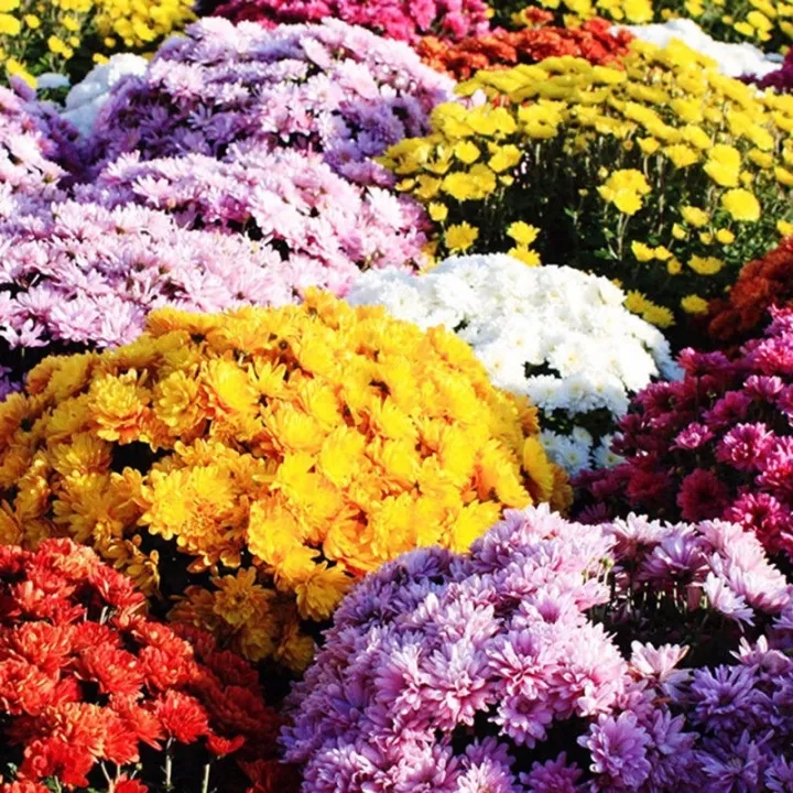 【Ready Stock】garden mum Flower Seed Hardy garden mumFlower Seed Chrysanthemum 50 seeds (not live