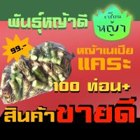 ขายดีอันดับ1 100 ท่อน+ หญ้าเนเปียแคระ ท่อนพันธุ์ ปลูกเลี้ยงสัตว์ หญ้าวัว หญ้าเนเปียร์ หญ้าเนเปีย เนเปียแคระ เนเปียร์แคระ ส่งทั่วไทย ต้นไม้ ฟอก อากาศ กระถาง ต้นไม้ ไม้ ประดับ ต้นไม้ ปลูก ใน บ้าน