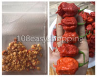 (ราคาส่ง) (1เมล็ต) พริกเผ็ดที่สุดในโลก CAROLINA REAPER PEPPER เมล็ดพันธุ์พริกแคโรไลนา พริกแคโรไลน่ารีพเปอร์ พริกแคโรไลน่าเรฟเปอร์ พริกแคโรไลนา