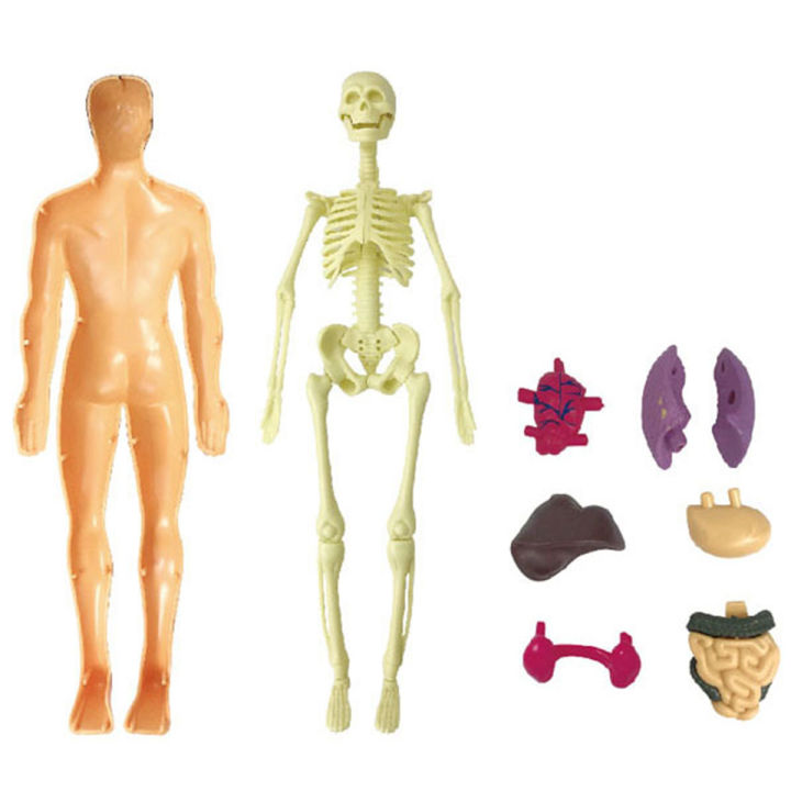 Mô hình 3d miễn phí giải phẫu cơ thể người nam  Obj  Open3dModel