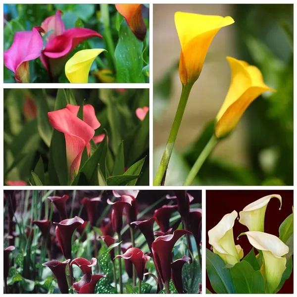 High Quality 100Pcs Colorful Calla Lily Flower Seeds Potted Plant Bonsai  Home Garden Yard Decoration | Lazada