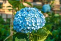 20 เมล็ด เมล็ดไฮเดรนเจีย Hydrangea Seeds สีฟ้า ไฮเดรนเยียสายพันธุ์ฝรั่งเศส ของแท้ 100% อัตรางอก 70-80% มีคู่มือปลูก ปลูกในกระถางได้