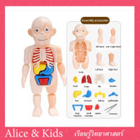 ?Alice&amp;kids?Human Body Modelโมเดลร่างกายสำหรับเด็ก