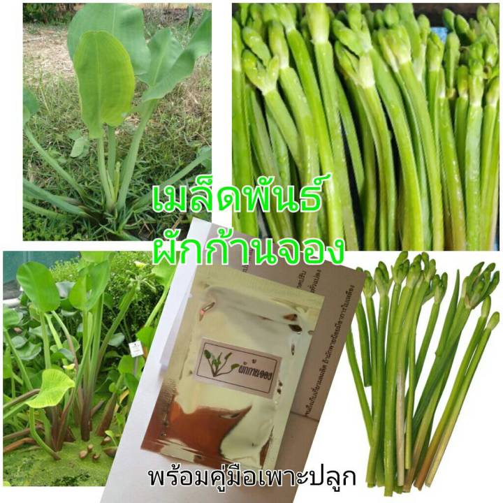 เมล็ดพันธุ์ผักก้านจองพร้อมคู่มือเพาะปลูกมากกว่า1500เมล็ด-ราคา56บาท