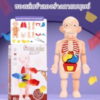 【Max1】ของเล่นจำลองร่างกายมนุษย์ ของเล่นแนววิทยาศาสตร์ โมเดลจำลอง ของเล่นเพื่อการศึกษา Human Body Model