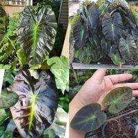 ?โคโลคาเซีย อโลฮ่า ?colocasia aloha ? สายพันธุ์ต่างประเทศ เป็นตนละตัวกับบอนดำแบล็กเมจิกที่ขายๆกันในท้องตลาดตอนนี้ เป็นใบแข็งขนาดกลาง