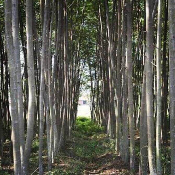 Sengon (Paraserianthes falcataria): Lebih dari Sekadar Kayu Ringan, Potensi Tersembunyi dalam Tanaman Obat Keluarga (TOGA)