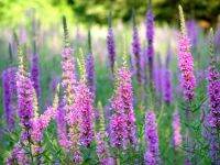 เมล็ดพันธุ์ Garden Seeds เพอเพิ่ล ลูสสไตร้ฟ Lythrum salicaria purple loosestrife 1000 เมล็ด เมล็ดพันธุ์ Garden Seedsนำเข้าจาก อังกฤษ