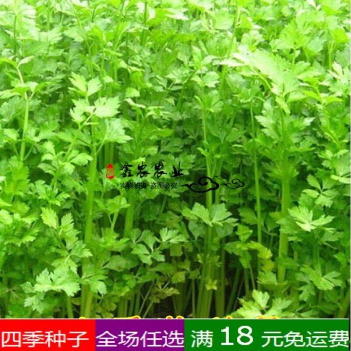 Fresh Parsley Seeds Celery seeds Fast Growth Chinese Celery Autumn Four Seasons Easy to Plan