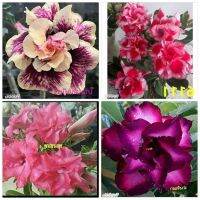 10 เมล็ด เมล็ดพันธุ์ ชวนชม สายพันธุ์ฮอลแลนด์ คละสี Adenium Seed กุหลาบทะเลทราย Desert Rose ราชินีบอนไซ อัตราการงอก 80-90% มีคู่มือปลูก