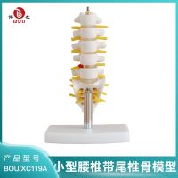 Bloggers BOU (small) lumbar spinal nerve sciatic nerve mould with tail vertebrae model orthopaedic model