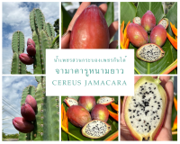 ไม้ลำทานผล จามาคารูหนามยาว Cereus Jamacaru ผลหวานหอมอร่อย กิ่งพันธุ์ที่ตัดลงอายุ 2 ปี พร้อมปลูก