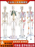 General simulation frame meridian clear of anatomy teaching adult human body skeleton model 85 cm spinal medicine of traditional Chinese medicine