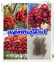 (ซื้อ 3 แถม1)เมล็ดพันธุ์อินทผาลัม พันธุ์ โคไนซี่ (KHONAIZI) เพาะเนิ้อเยื่อ กินได้ทั้งผลดิบและสุก จำนวน 10 เม็ด/ชอง(มีคู่มือการเพาะปลูก)