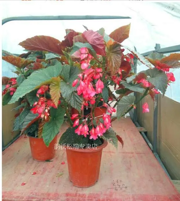 Four Seasons Flowering Begonia Begonia Potted Flower Ornamental Plant Large  Leaf Indoor Mini Purifying Air | Lazada PH