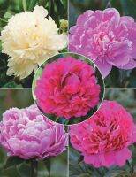 10 เมล็ด เมล็ดโบตั๋น ดอกโบตั๋น ดอกพีโอนี (Peony) คละสี ดอกไม้นี้​เป็นสัญลักษณ์ของความมั่งคั่งร่ำรวย ความซื่อสัตย์ อัตราการงอกสูง 70-80%