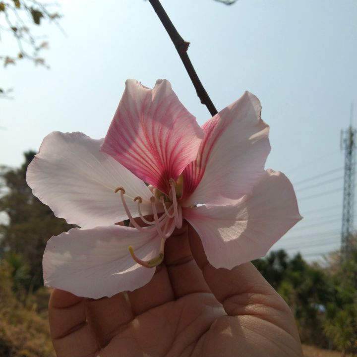 ต้นเสี้ยวดอกขาว-เป็นไม้ดอกหอม-ออกดอกตลอดปี-ทนแล้งได้ดี-ใบอ่อนและฝักอ่อนรับประทานได้