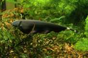 Cá lông vũ size 7-8cm siêu đẹp dòng thủy sinh hiền lành nuôi chung được