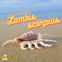 Andaman seashell เปลือกหอย หอยมือผี (Lambis scorpius)